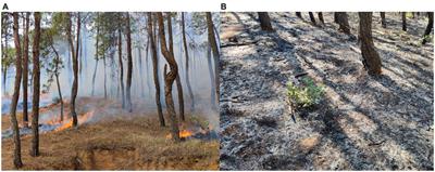 Effects of prescribed burning on understory Quercus species of Pinus yunnanensis forest
